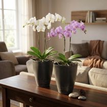 Artikel Orchideentopf aus Kunststoff Anthrazit Quadratisch 13,5 x 13 x 16,5 cm 2er-Set
