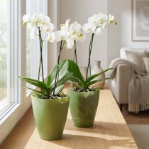 Artikel Orchideentopf aus Kunststoff Grün 16,5 cm - 2er Set für stilvolle Pflanzendekoration