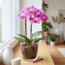 Artikel Chrysal Düngestäbchen für Orchideen 40St