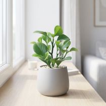 Artikel Künstliche Grünpflanze Sukkulente künstlich Grün H14cm