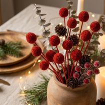 Artikel Trockenblumen Craspedia Rot, 55 cm, 20 Stiele, gefärbt