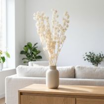 Artikel Getrocknete Physalis gebleicht 75–80 cm für edle Dekorationen 100g