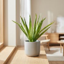 Artikel Aloe Vera künstlich Grün 26cm