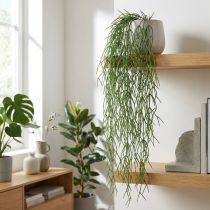 Artikel Deko-Ranken, Korallenkaktus, künstlicher Rhipsalis-Hänger Grün L120cm