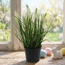 Artikel Deko Traubenhyazinthe Creme im Topf 26cm