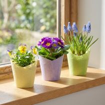 Artikel Pflanztopf Papier Grün Gelb Lila Ø9cm H18cm - Tischdeko & DIY
