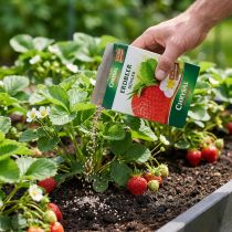 Artikel Chrysal Erdbeerdünger 1kg