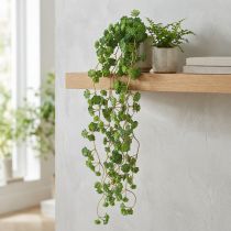 Artikel Echeveria Künstliche Hängepflanze in Grün - Dekorative Kunstpflanze B12cm L50cm