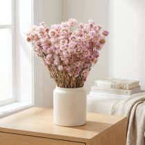 Artikel Trockenblumen Bund Kamille Pink 65cm 50g - Floristik21