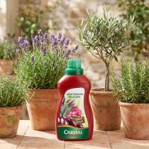 Artikel Chrysal mediterrane Pflanzen 500ml