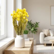 Artikel Trockenblumen Capblumen Gelb Strohblumen H42cm