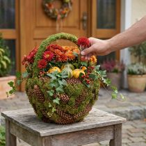 Artikel Rustikaler Pflanzkorb Moos und Fichtenzapfen - Dekokorb mit Henkel Ø32cm H42cm - Vielseitige Garten- und Heimdekoration