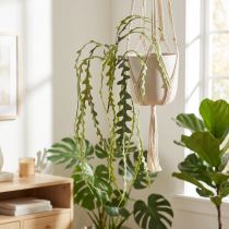 Artikel Sägeblattkaktus Künstlich Epiphyllum anguliger 68cm 3er-Set Dekoration