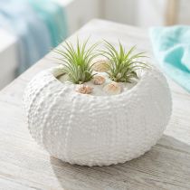 Artikel Dekoschale Keramik Maritim Weiß Oval 19x15x8,5cm - Elegante Wohnaccessoires