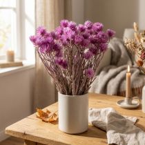 Artikel Trockenblumen Capblumen Lila Strohblumen H42cm