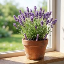 Artikel Langzeit-Düngestäbchen aus mineralischen Nährstoffen für Lavendel und Olivenpflanzen, 20 Stück, Einsatz für Topf- und Kübelpflanzen