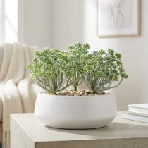 Artikel Sukkulente Echeveria 17cm Grau 3St