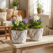 Artikel Deko-Topf Birke geweißt Pflanztopf Ø18cm H15cm 2St