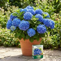 Artikel Chrysal Hortensien Blau 350g