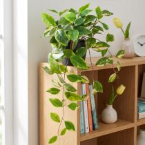 Artikel Philodendron Scindapsus mit Topf - Topfblume, pflegeleicht und dekorativ, 32cm