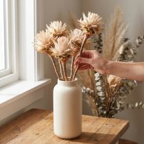Artikel Leucospermum Plumosum Silberbaum Dekoblumen Trockenblumen 25 St