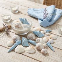 Artikel Muschel Deko Schneckenhäuser Blau Natur 3–5cm 150g Maritime Tischdeko Sommer