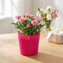 Artikel Plisseemanschetten Cerise 14,5cm 100 St.