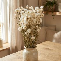 Artikel Weiße Kamille Trockenblumen Deko Bund 65cm 50g für Floristen