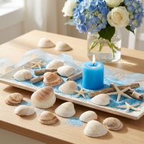 Artikel Muschel Deko Weiß Braun Herzmuscheln 5–7cm 300g Meer-Deko Tischdeko Bastelbedarf
