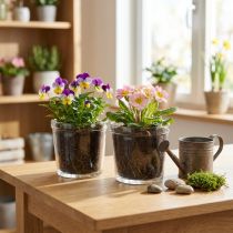 Artikel 2er Set Glas Blumentopf Transparent Ø11cm - Vielseitige Übertöpfe für Dekoration & Pflanzenpräsentation