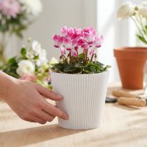 Artikel Plisseemanschetten Weiß 10,5cm 100 St