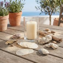 Artikel Austern Muscheln Capizscheiben im Netz Natur 3,5–9,5cm 2St