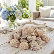 Artikel Schneckenhäuser Deko Seeschnecken Braun Creme 4-6cm 300g