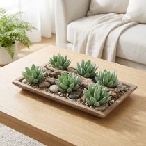 Artikel Sukkulente Echeveria Ø6,5cm L11cm 6St