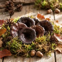 Artikel Kalix Pilz Natur lackiert Trockenpilze Deko Groß 50St