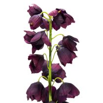 Artikel Fritilaria künstlich lila, 78cm, naturgetreue Blume für schöne Dekorationen & Bouquets