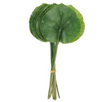 Artikel Galax Urceolata Künstliche Blätter Dunkelgrün Ø10cm L23cm 12 St Dekoration