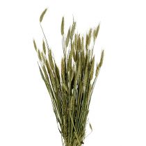 Artikel Gerste Getreide Deko Trockendeko Natur 80cm Bund für Floristen
