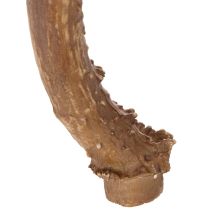 Artikel Künstliches Geweih Polyresin naturgetreu 32cm für Innenbereich