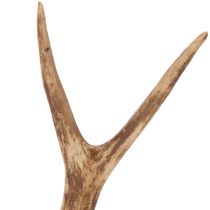 Artikel Künstliches Geweih Polyresin naturgetreu 32cm für Innenbereich