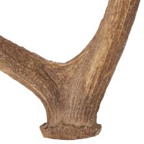 Artikel Deko-Geweih aus Polyresin braun 50x29x11cm für Innenräume