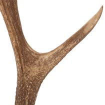 Artikel Deko-Geweih aus Polyresin braun 50x29x11cm für Innenräume