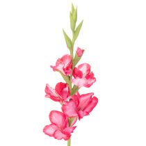 Artikel Künstliche Gladiole 88cm, Pink, Kunstseide und Kunststoff, Innenbereich