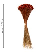 Artikel Trockenblumenstrauß 44cm rot-natur aus Glixia und Gräsern für stilvolle Deko und DIY