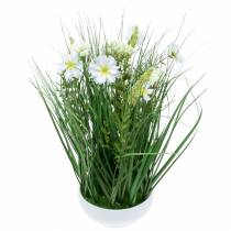 Artikel Deko Gras mit Cosmea-Blüten in Schale H45cm