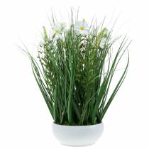 Artikel Deko Gras mit Cosmea-Blüten in Schale H45cm