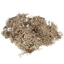 Artikel Graumoos Dekomoos naturgrau 500g für Innenbereich