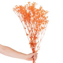 Artikel Schleierkraut Trockenblumenstrauß Gypsophila Orange 75cm 100g