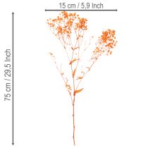 Artikel Schleierkraut Trockenblumenstrauß Gypsophila Orange 75cm 100g