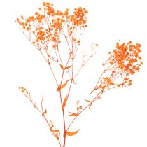 Artikel Schleierkraut Trockenblumenstrauß Gypsophila Orange 75cm 100g